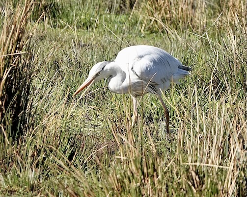 grey heron